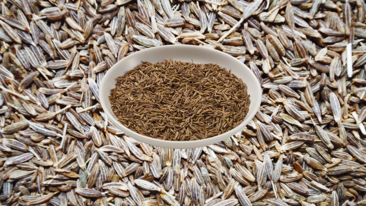 Residue Free Cumin Cultivation In Rajasthan Farmers Income Increased Fetching 25 Percent Higher Prices Than The Market