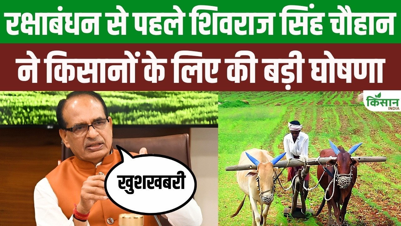 रक्षाबंधन से पहले किसानों को बड़ा तोहफा! दालों की 100 फीसदी खरीद का शिवराज ने किया ऐलान
