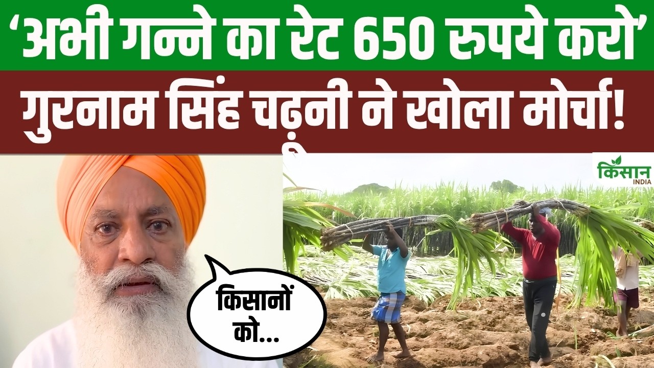 Sugar Price Hike के बीच गुरनाम सिंह चढ़ूनी का बड़ा बयान, बोले- अगली बुवाई से पहले तय हो गन्ने का रेट