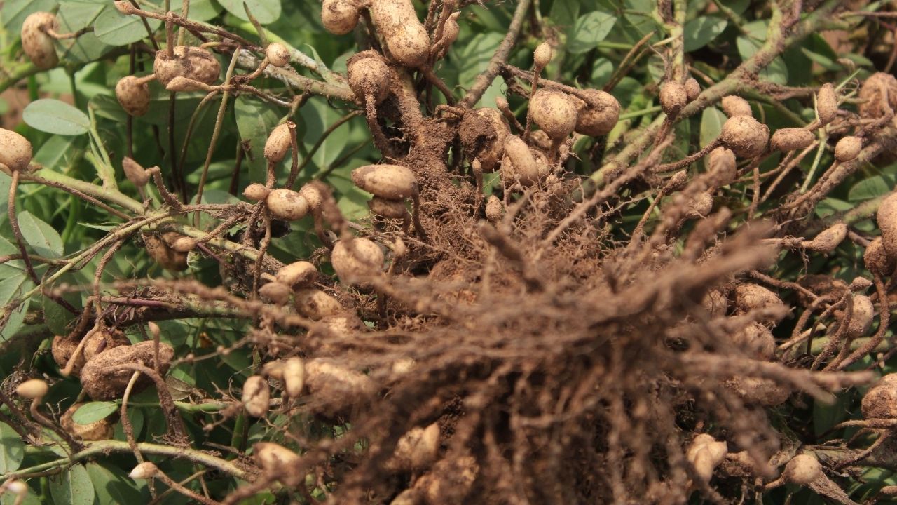 Groundnut Cultivation Area Rises 9 Percent In Kharif 2026 As Farmers In Up Mp Increase Sowing Amid Higher Msp