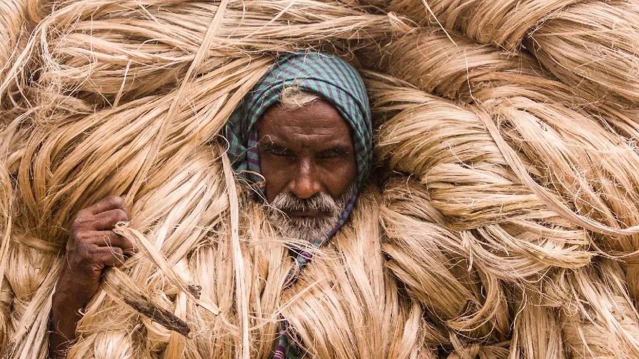 Jute Prices Fall Jute Prices Have Fallen By 50 Percent Falling By Rs9000 Per Quintal In Three Weeks