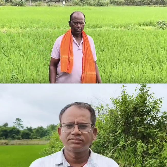 Vermi Matrix Grid Method for paddy farming