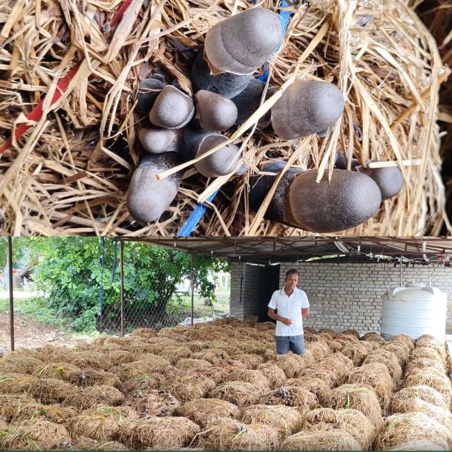 Paddy Mushroom Farming