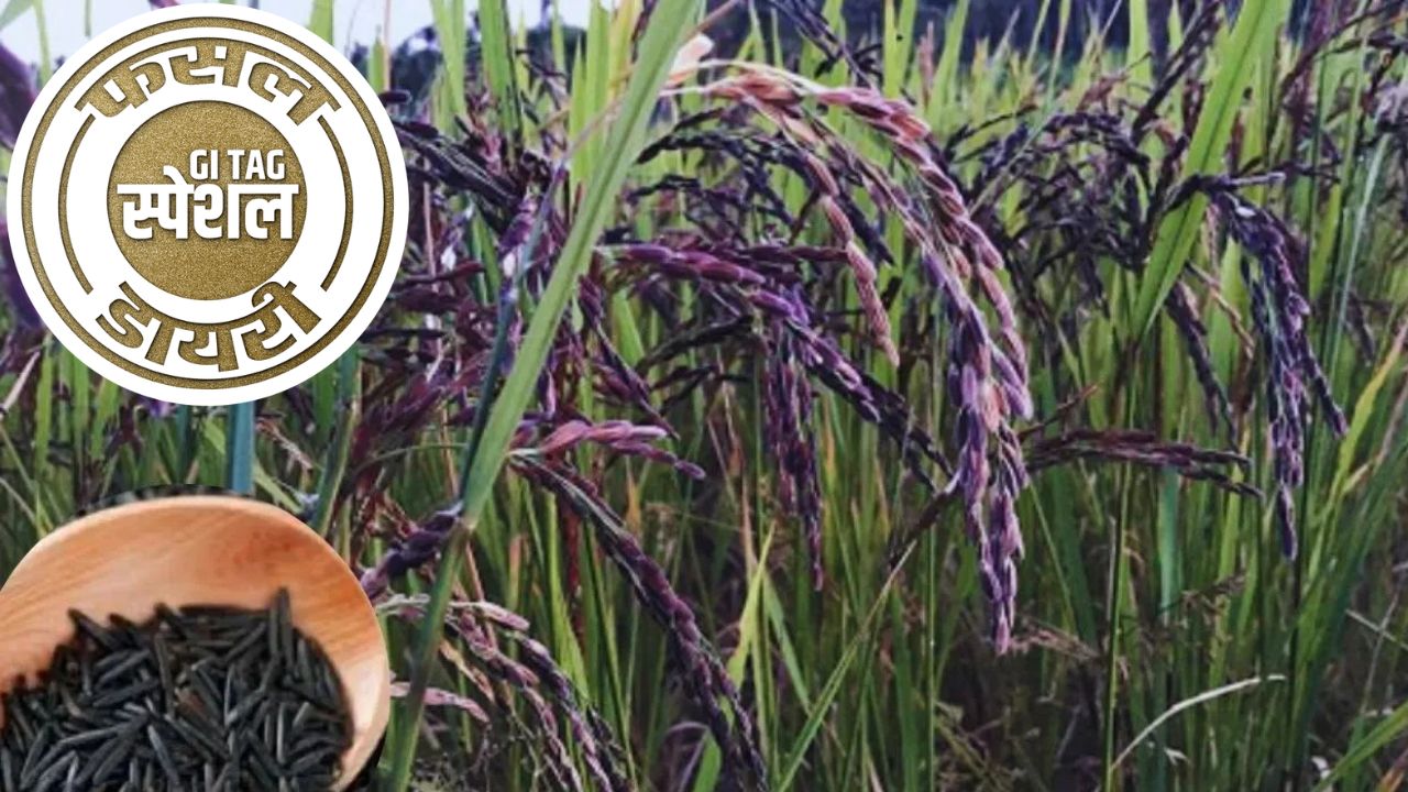 Koraput Kalajeera Rice Gi Tag Special Story Koraput Kalajeera Rice Farming Specialty