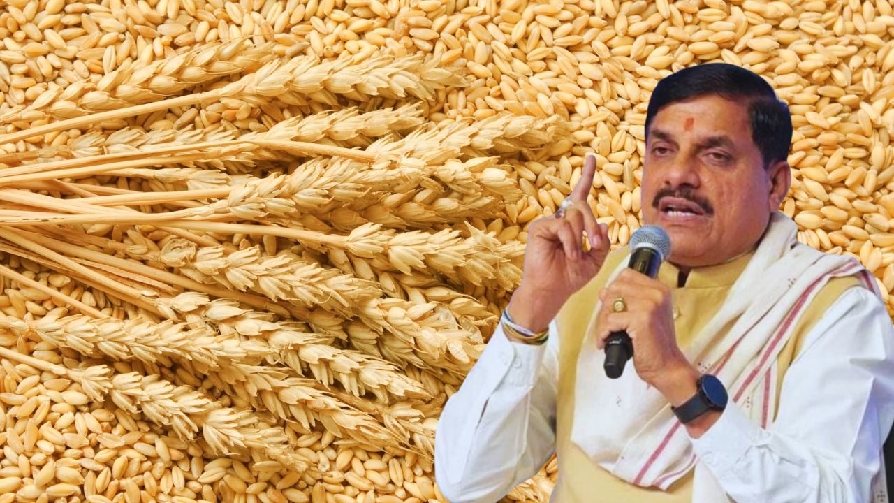गेहूं किसानों को बड़ा तोहफा! 2,700 रुपये क्विंटल पर खरीद, कर्ज चुकाने की तारीख भी बढ़ी