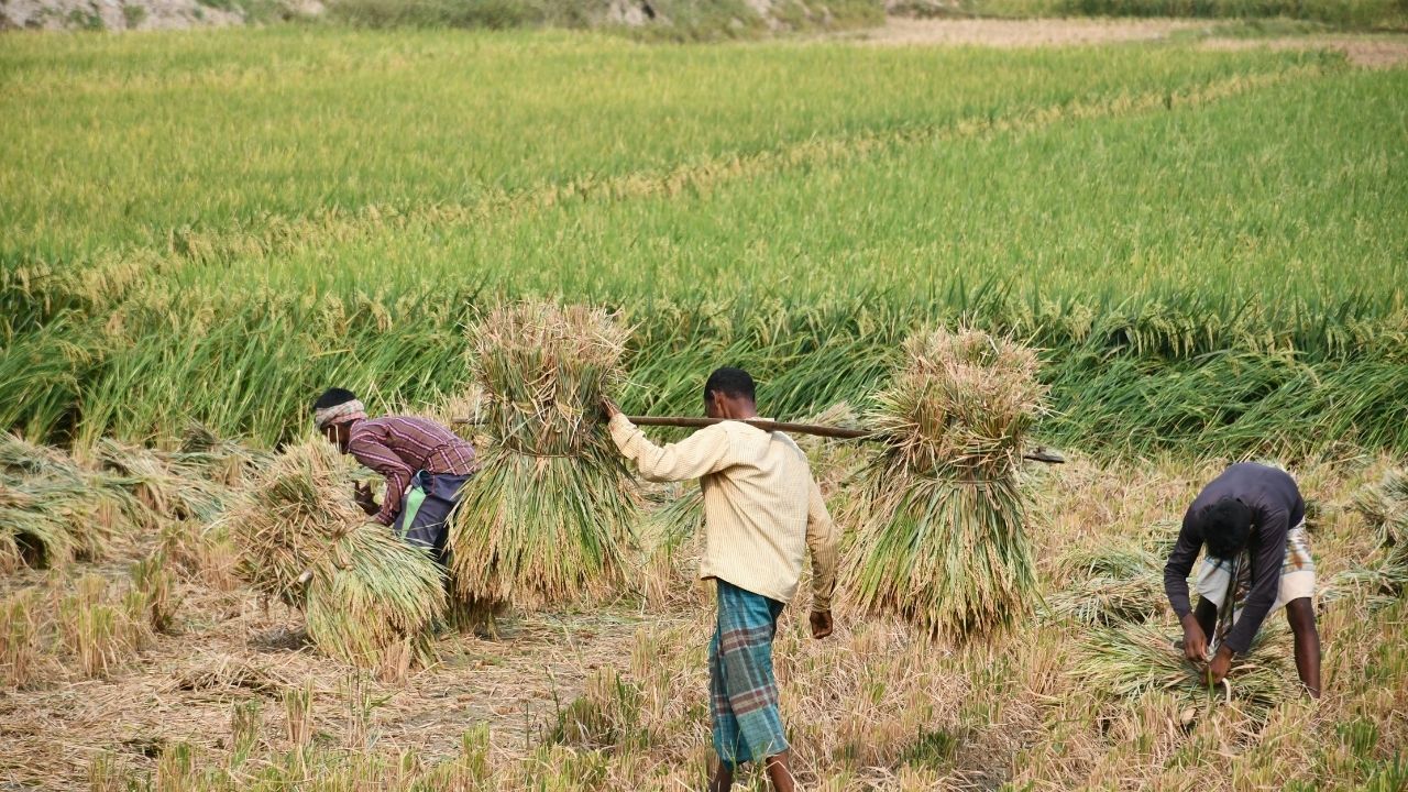 Msp Record Procurement After 2014 Government Claims Farmers Received Rupees 27 80 Lakh Crore