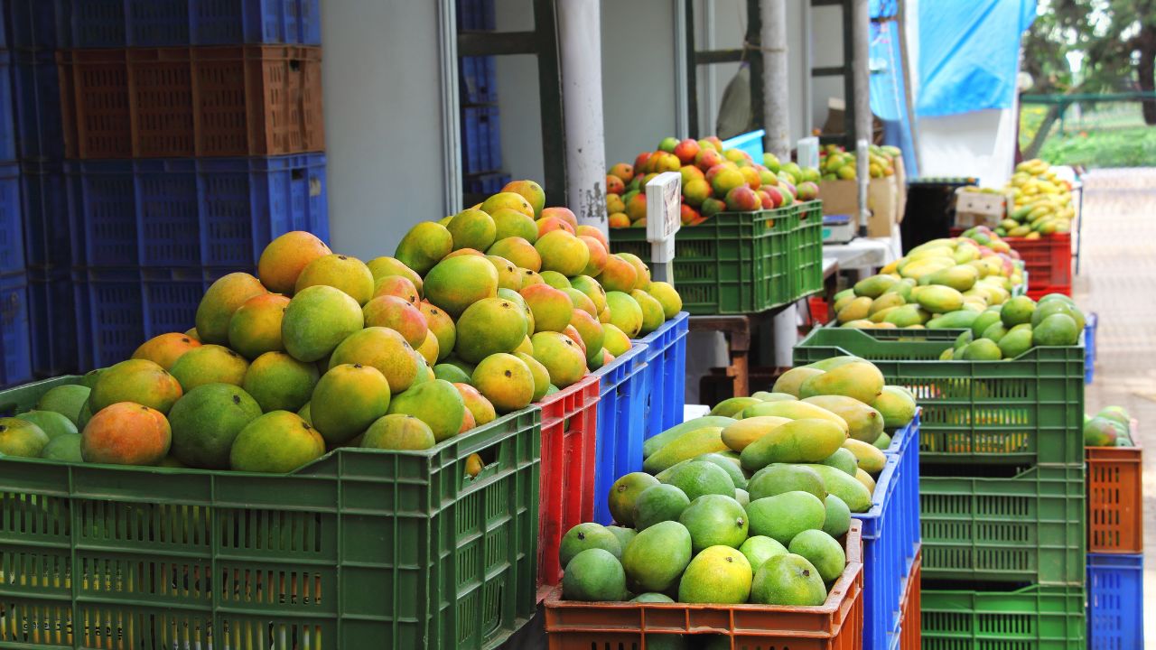 Tamil Nadu Government Develop Mango Industrial Corridor Dharmapuri And Krishnagiri Districts