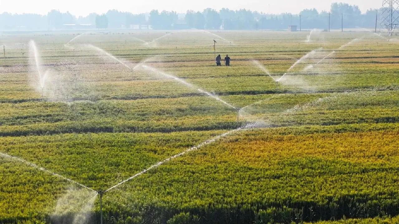 Micro Irrigation Scheme Launched In Haryana At A Cost Of Rs 402 Crore Farm Will Get Water