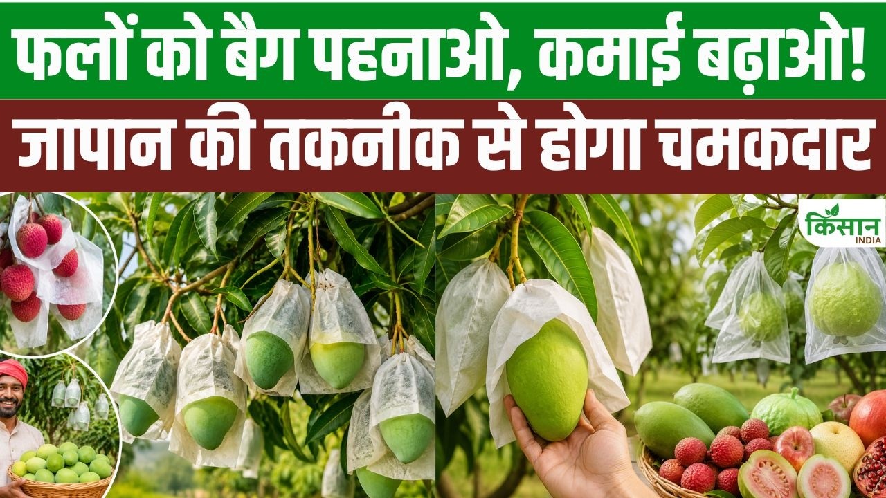 Adopt Japan Fruit Bagging Technique Boost Quality Fruits Like Mangoes And Lychees Double Your Earnings