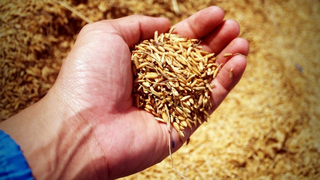 Punjab Paddy Procurement 2026 Centre To Lift 18 Lakh Mt Old Grain Stock Before Kharif Season