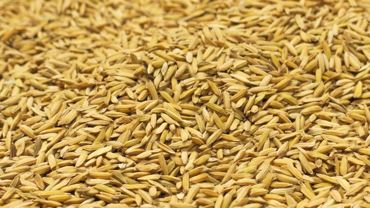 धान खरीद की बढ़ी चिंता, किसानों ने सभी खरीद केंद्र खोलने की मांग की.. 41 हजार हेक्टेयर में कुरुवई खेती