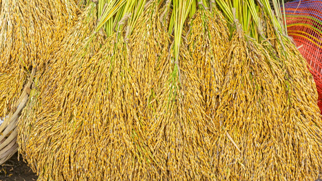 Pusa 1509 Paddy Market Rates Prices In Karnal Market Are Up To Rs 3900 Per Quintal