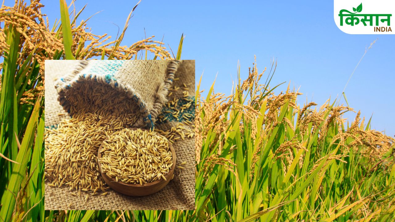 Haryana Paddy Scam Executive Officer Dismissed Action Also Taken Against Two Secretaries
