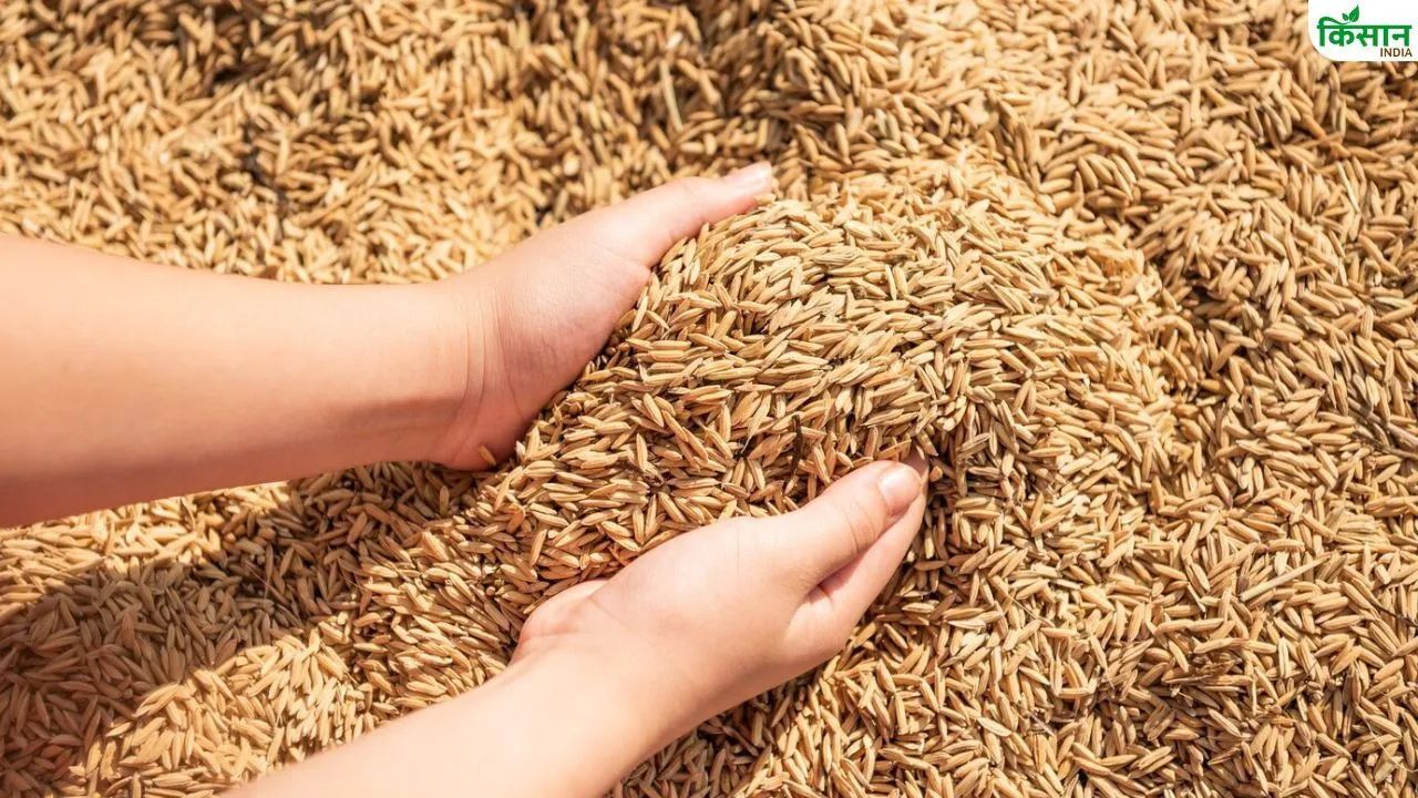 A 500 Crore Paddy Scam Uncovered In Andhra Pradesh Action Will Be Taken Against Rice Mills