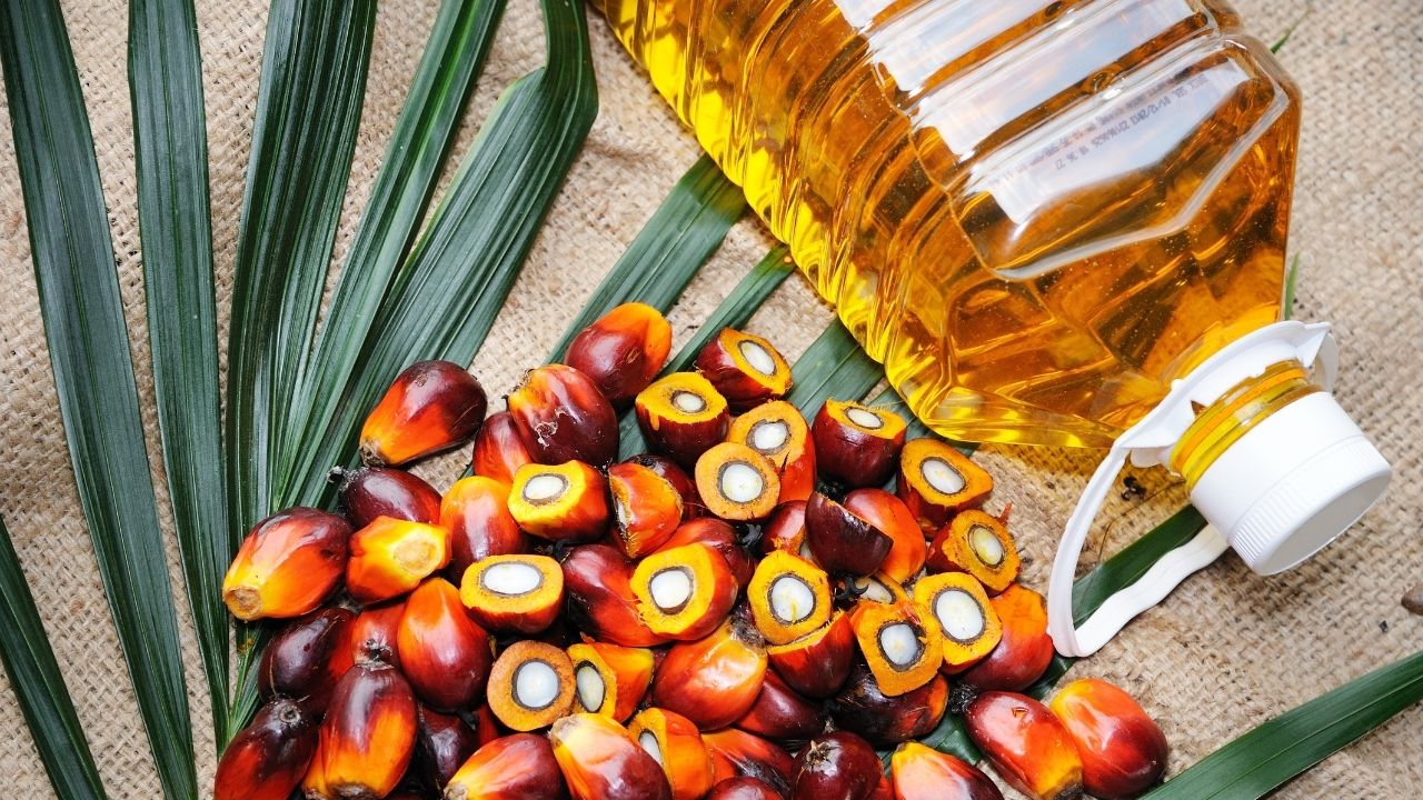 India Expands Oil Palm Farming Under Nmeo Op To Reduce Palm Oil Imports Boost Farmers Income