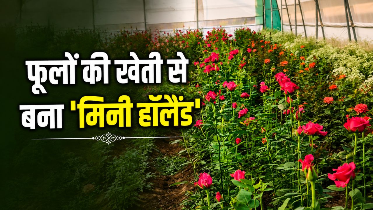 Madhya Pradesh Rupakheda Village Become Mini Holland For Agriculture Exotic Flowers Are Blooming In Polyhouses And Farmers Earnings Rising