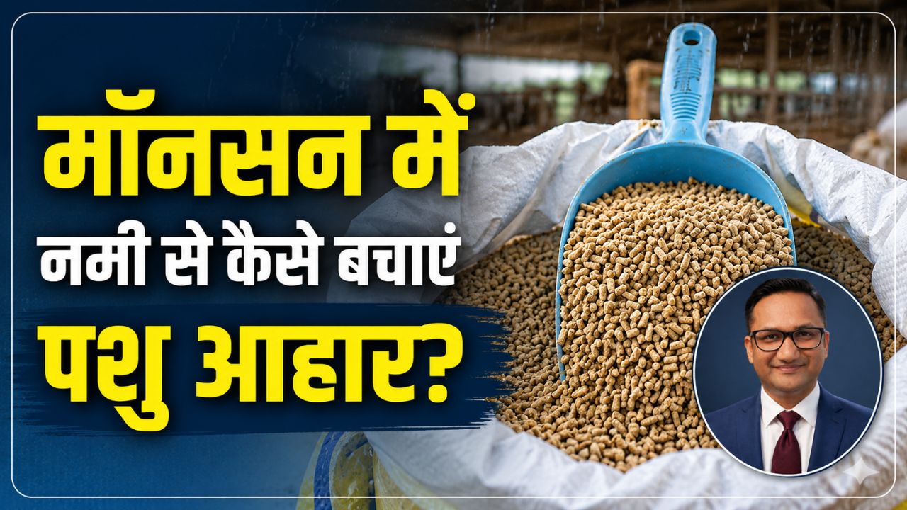 How To Keep Animal Feed Safe During Monsoon Experts Ankit Bansal Share 7 Simple Ways To Ensure The Fodder Never Spoils