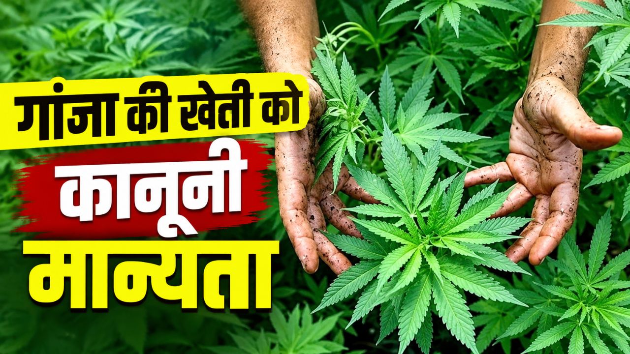 Nepal Gandaki Province Legalized Cannabis Cultivation For Medicinal Use Marijuana To Be Grown On Barren Land