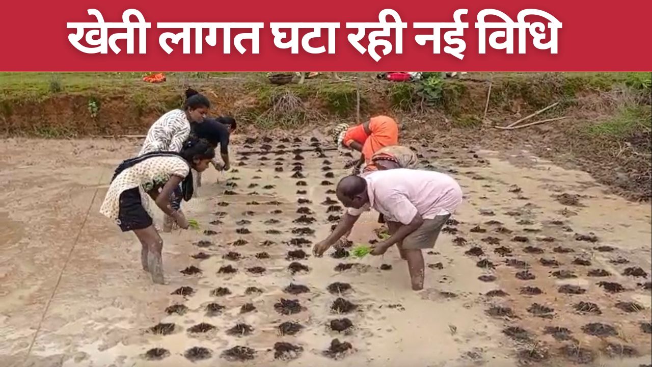 Chhattisgarh Korba Farmers Apply Vermi Matrix Grid Method For Paddy Farming It Helps To Cut Costs By 50 Pc And Yield Crossed 100 Quintal Mark
