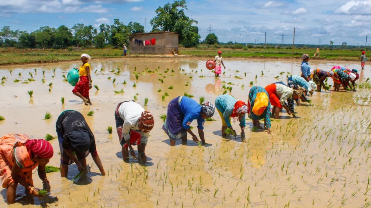Paddy Sowing 80 Pc Complete In Chhattisgarh Rainfall Deficient Poses Challenge For Farmers Concerns Over Reduced Yield
