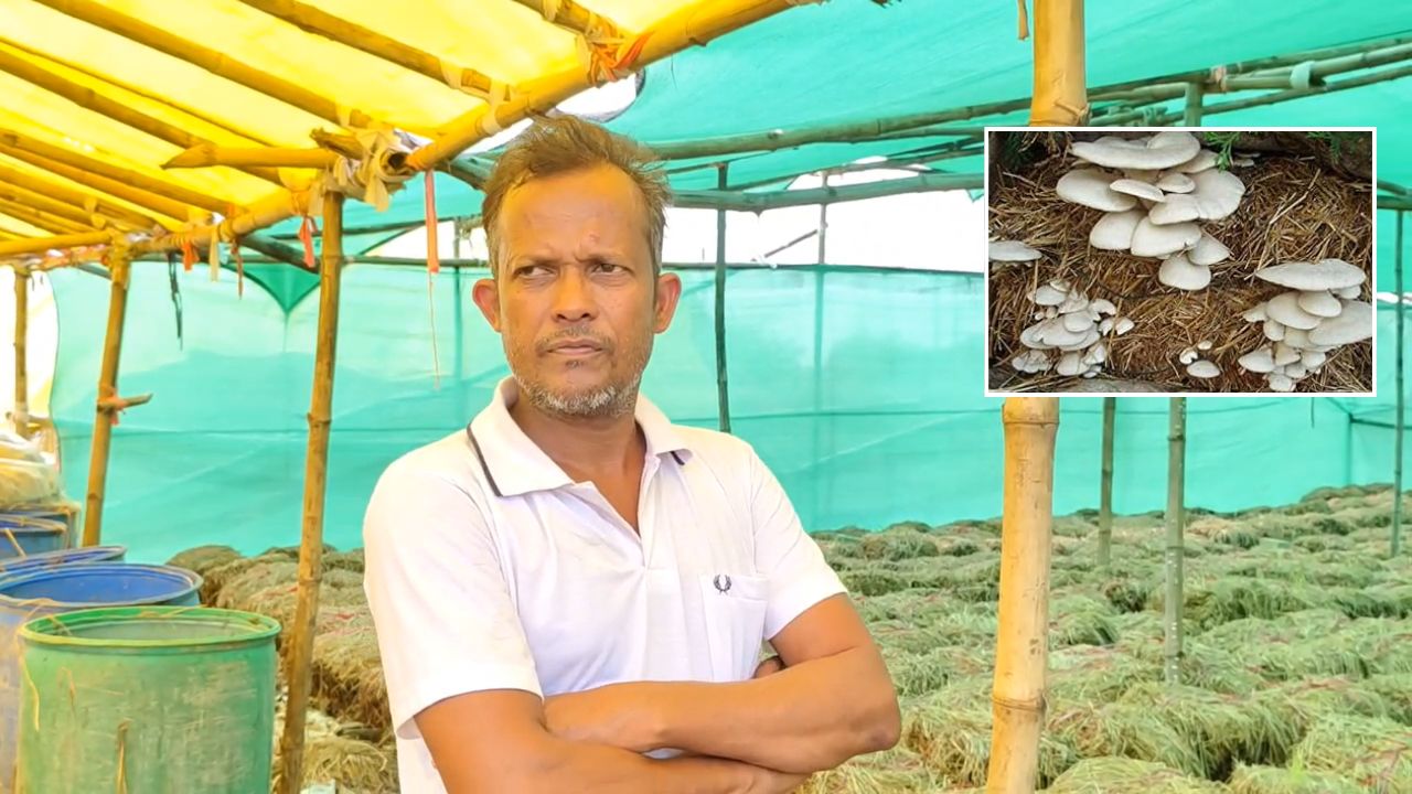 Chhattisgarh Farmer Rohit Sahu Earned Rs 26 Lakh By Growing Mushrooms On Crop Waste Called Paddy Mushroom