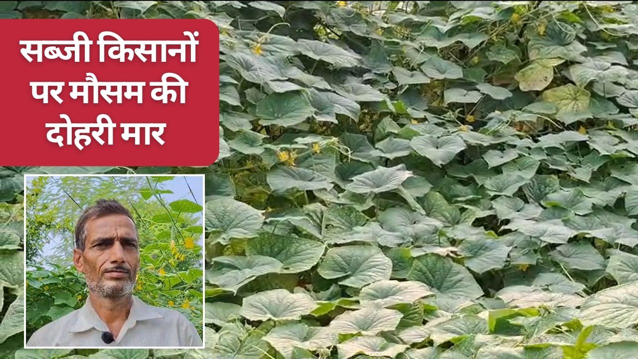 सूखे के बाद बारिश-बाढ़ ने किसानों को चौपट किया, ऑफ सीजन सब्जियों का उत्पादन 50 फीसदी घटा सूखे के बाद बारिश-बाढ़ ने किसानों को चौपट किया, ऑफ सीजन सब्जियों का उत्पादन 50 फीसदी घटा