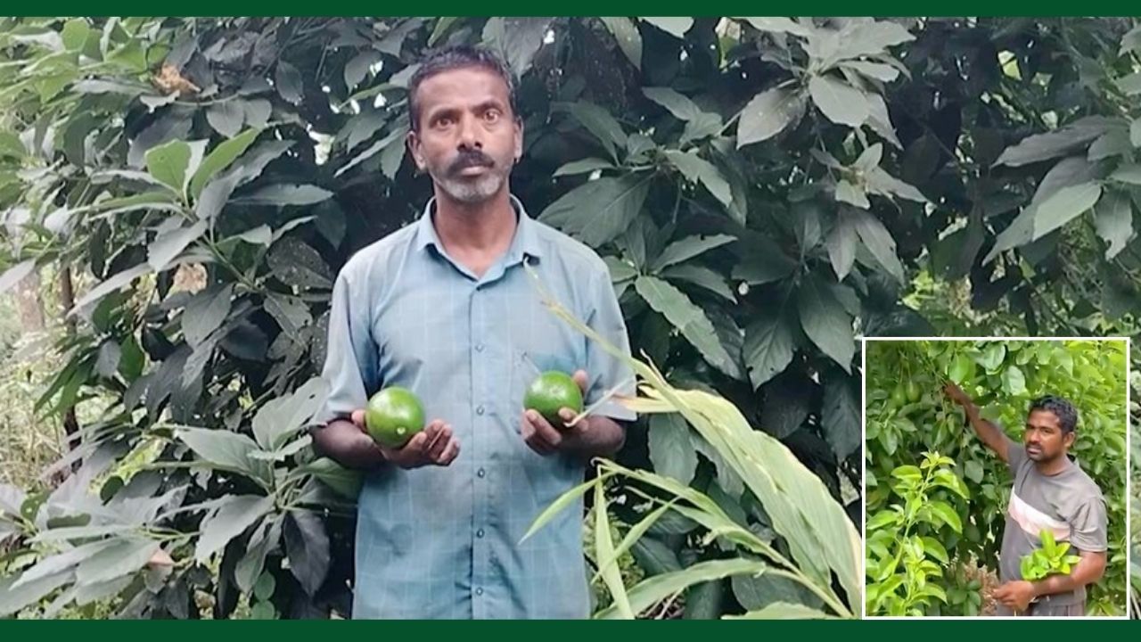 डेढ़ एकड़ में एवोकाडो की खेती से बंपर कमाई.. हालात सुधरे, पीएम मोदी ने दो किसानों की तारीफ की