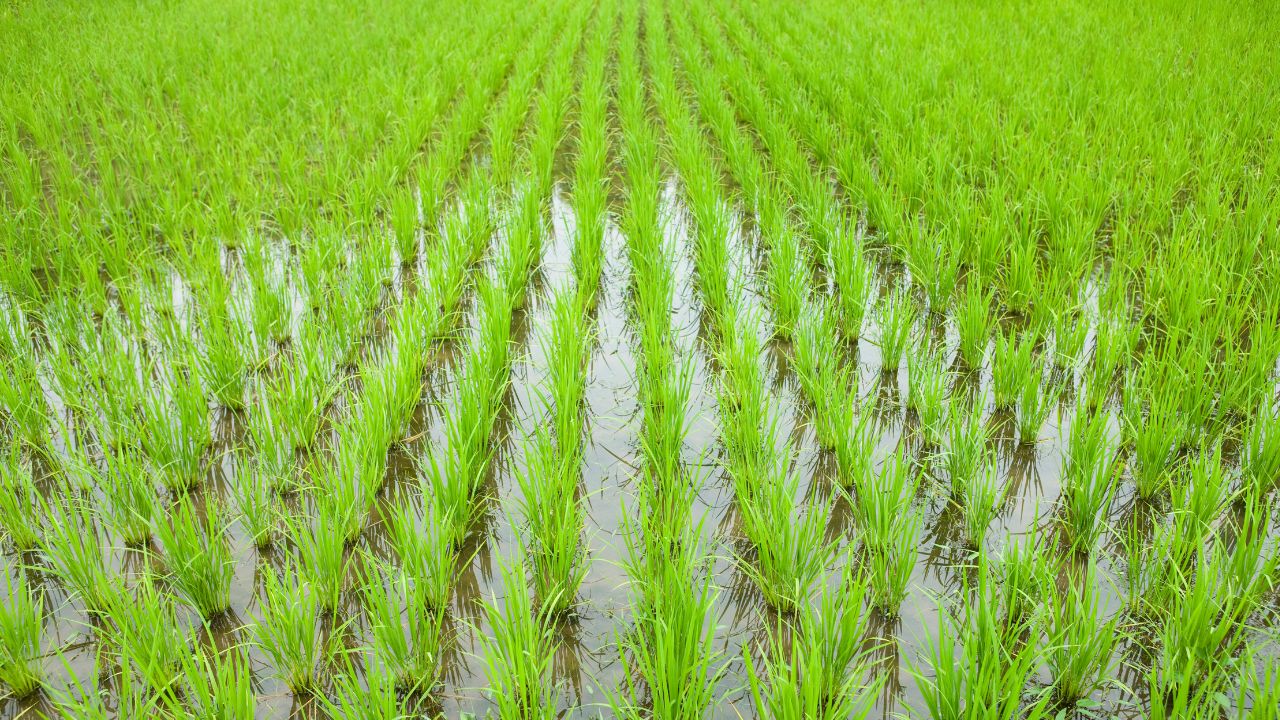 Punjab Paddy Cultivation Rice Sowing Record Broken Area Exceeds 3 Point 2 Million Hectares