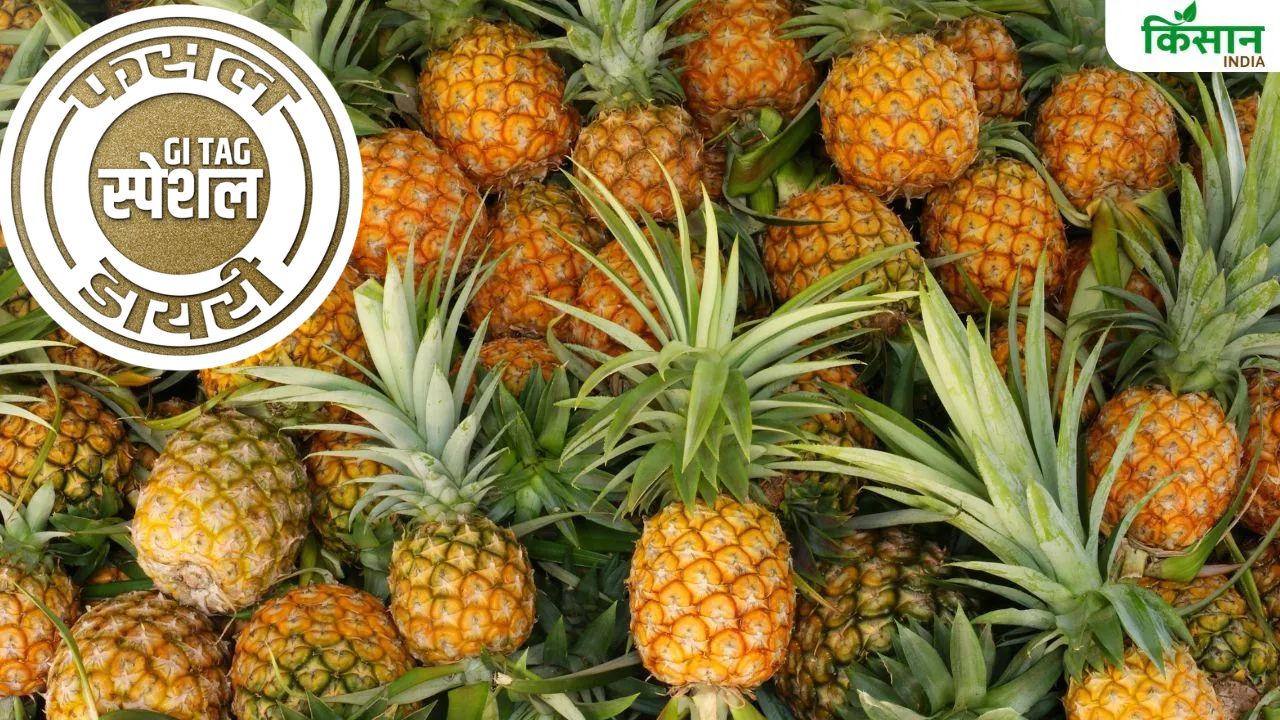 Gi Tag Special Story Pineapple Cultivation Queen Pineapple Specialty
