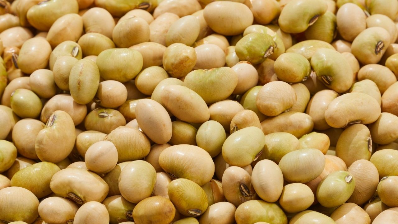 Kharif 2026 Soybean Sowing Nears Last Year Level With Increased Acreage Good Crop Condition