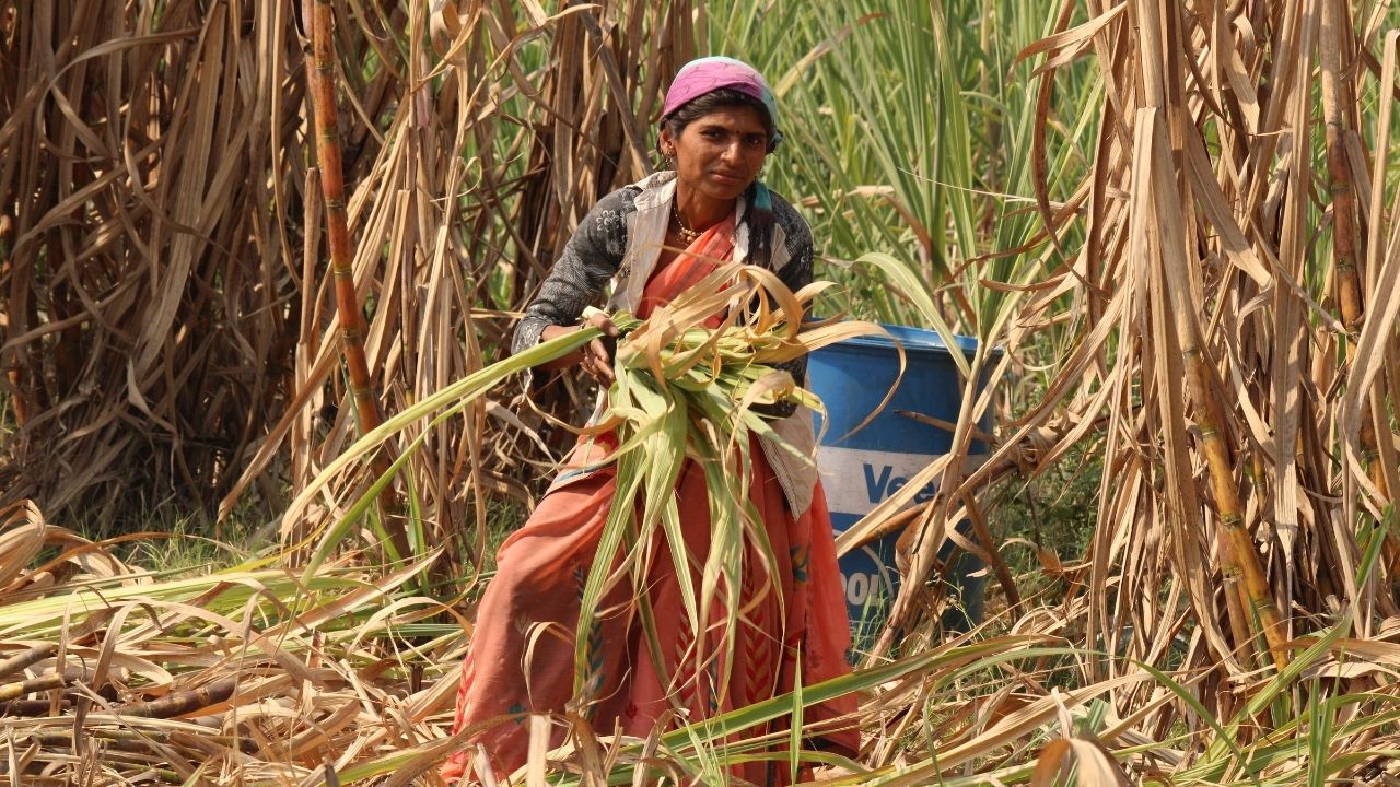 धान और गन्ना किसानों को बड़ी राहत, तमिलनाडु सरकार ने खरीद मूल्य बढ़ाया, जानें नई कीमत
