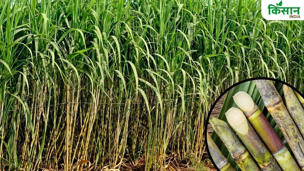 New Revolution In Sugarcane Cultivation High Yielding Varieties Will Be Developed