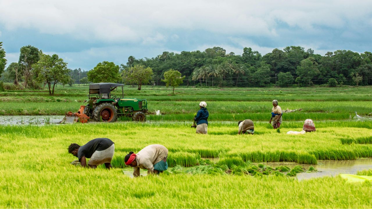 Telangana Paddy Sowing Rain Alert Paddy Sowing On 8 Lakh Hectares