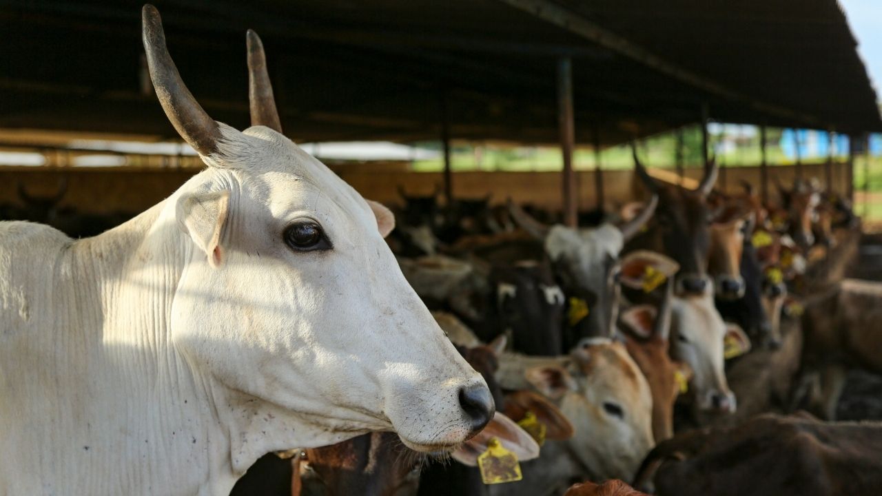 पशुपालकों के लिए कमाई का नया रास्ता! अब 10 रुपये लीटर बिकेगा गोमूत्र, यूपी में पायलट प्रोजेक्ट शुरू