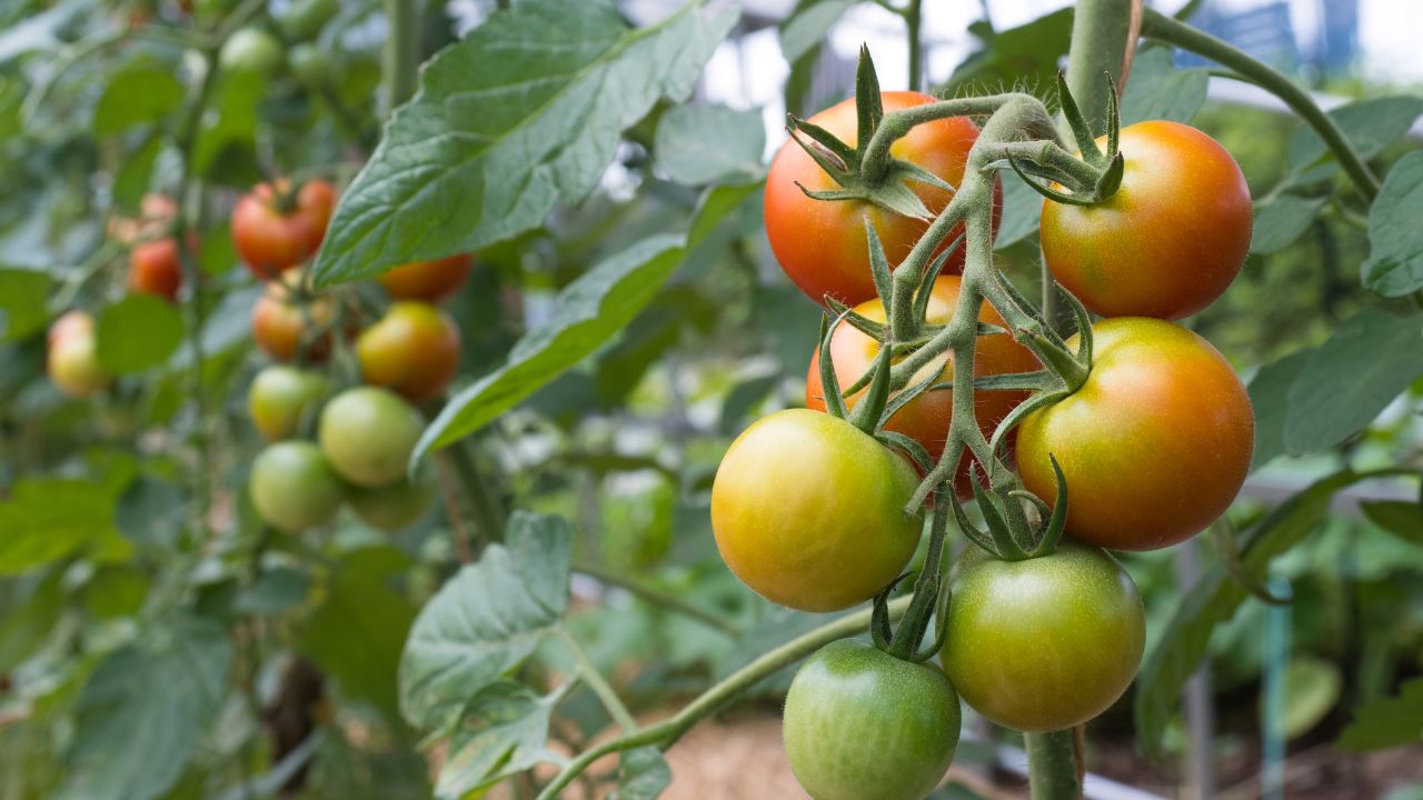 Monsoon Tomato Farming Risk Expert Tips To Prevent Fruit Cracking