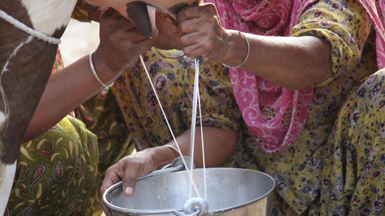 Farmers Fortune Will Change New Market For Vegetables And Milk To Boost Income
