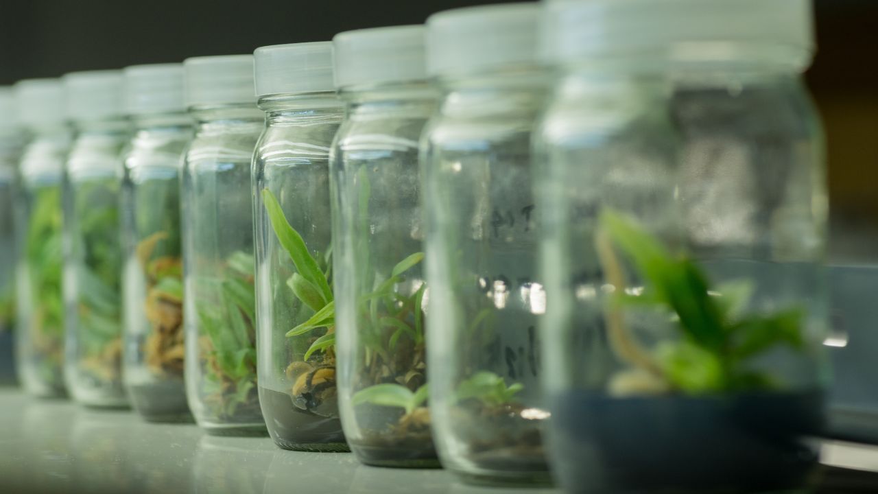 Up Sugarcane Farming Tissue Culture Technology Will Increase Production And Farmer Income