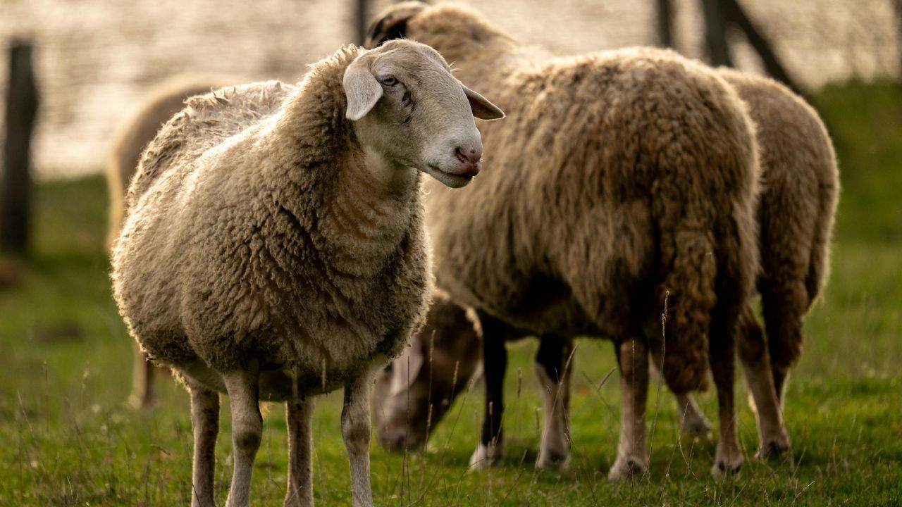Blue Tongue Disease Risk In Sheep And Goats Rises During Monsoon Due To Dirt And Flies