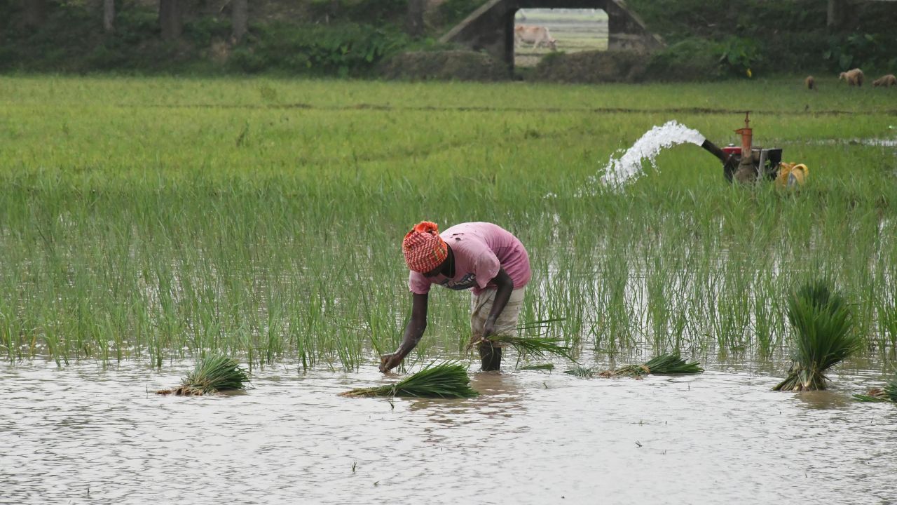 Paddy Dwarfing Disease Crop Loss Prevention Tips