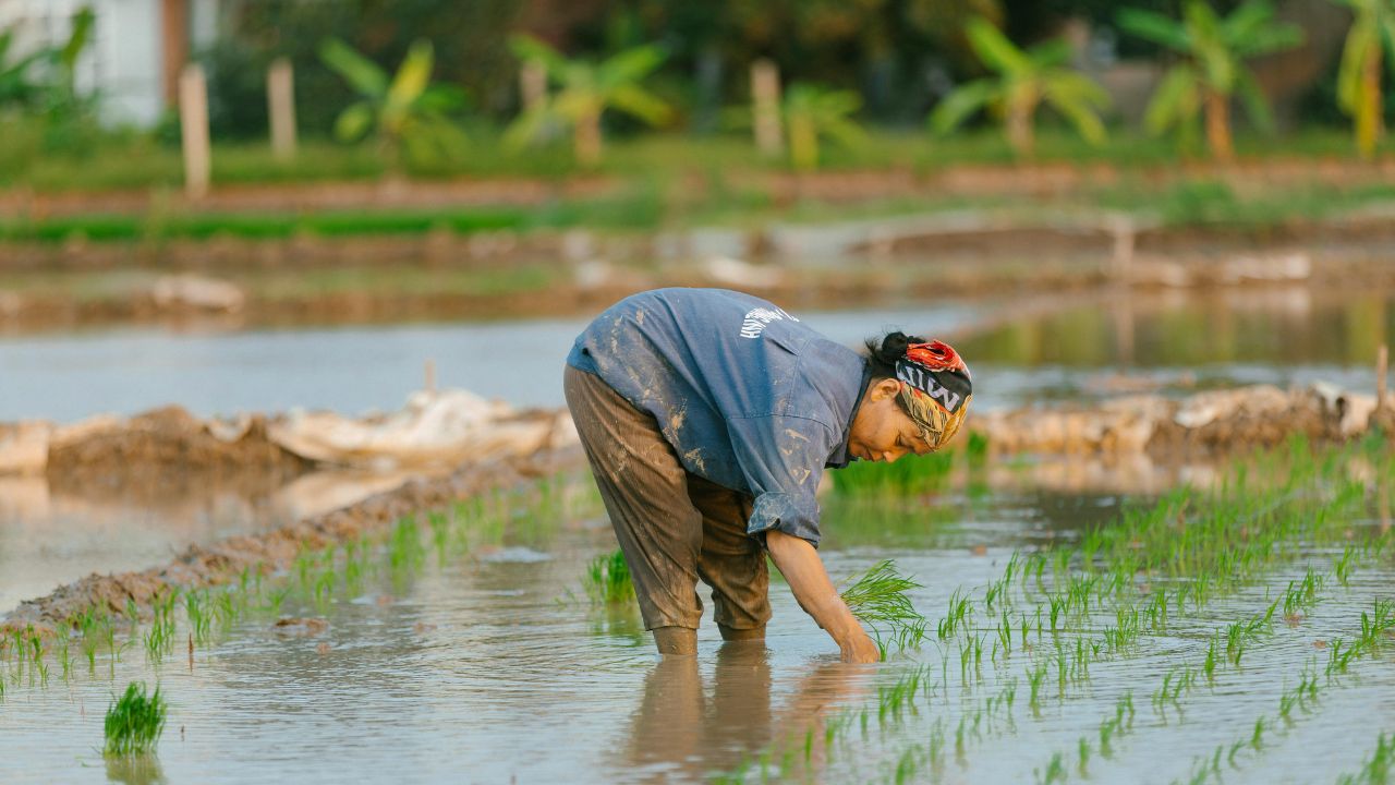 Paddy With Pigeon Pea On Field Bunds Double Income From Single Field Farming Method