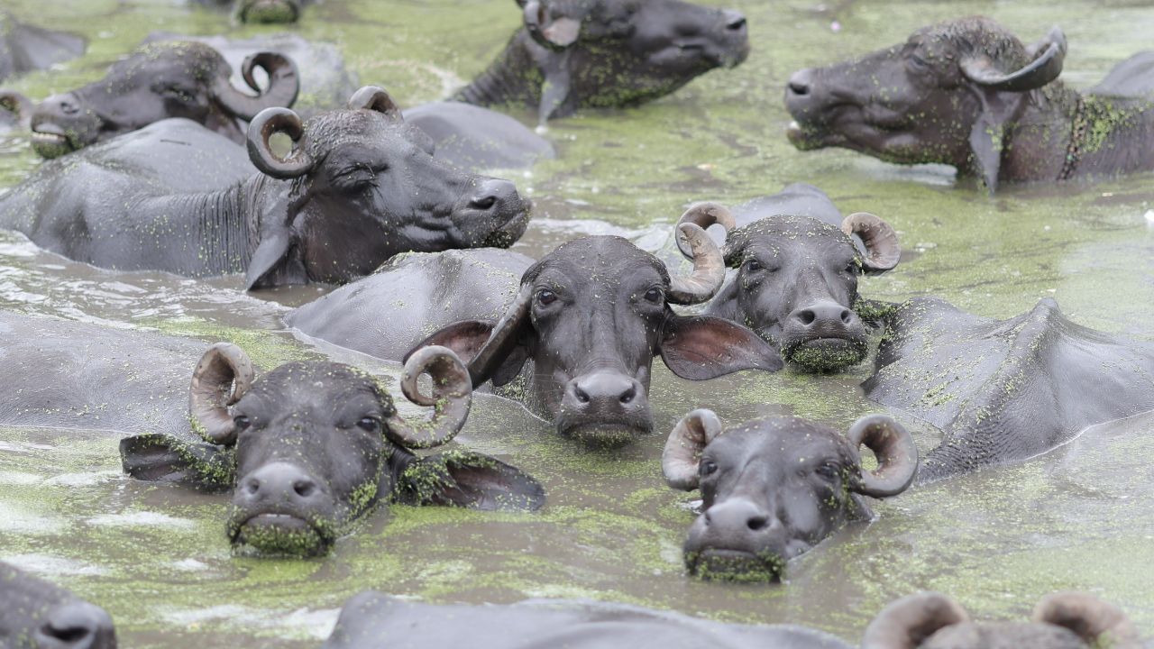 Mp Jabalpur 4 Buffaloes Stolen From Pond Shocking Livestock Theft Case