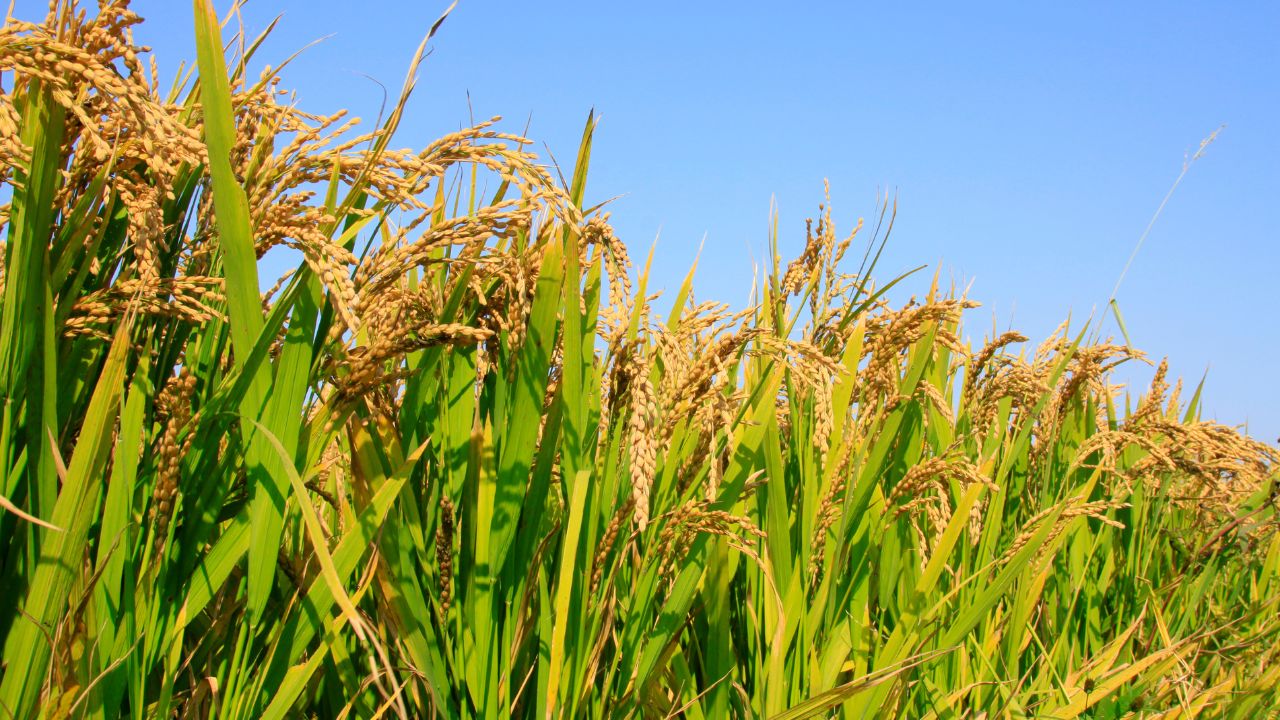 Punjab Paddy Cultivation Record 32 76 Lakh Hectares 90 Percent Kharif Area