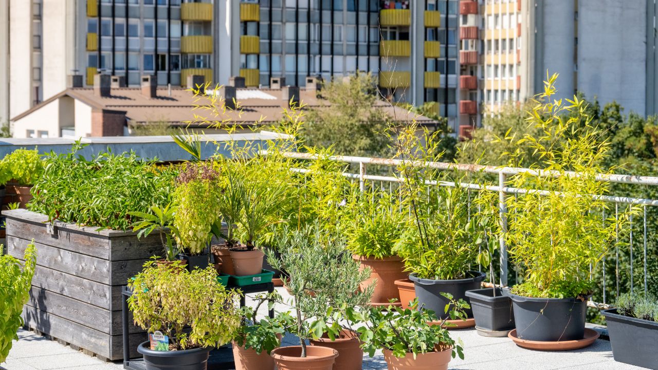 Up Rooftop Gardening Scheme 10000 Rupees Gardening Kit Apply Online