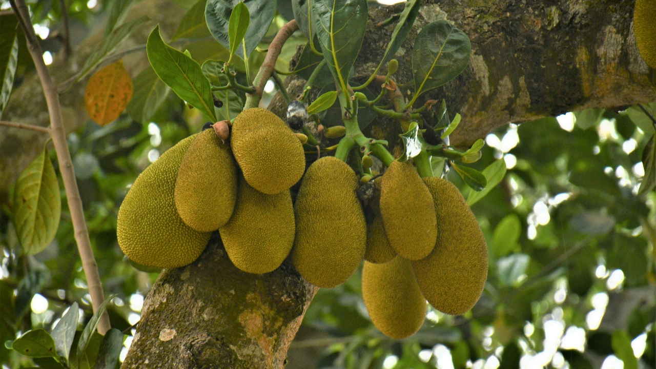धान-गेहूं छोड़िए, लाल कटहल अपनाइए! कम खर्च में लाखों कमाने का नया फार्मूला धान-गेहूं छोड़िए, लाल कटहल अपनाइए! कम खर्च में लाखों कमाने का नया फार्मूला