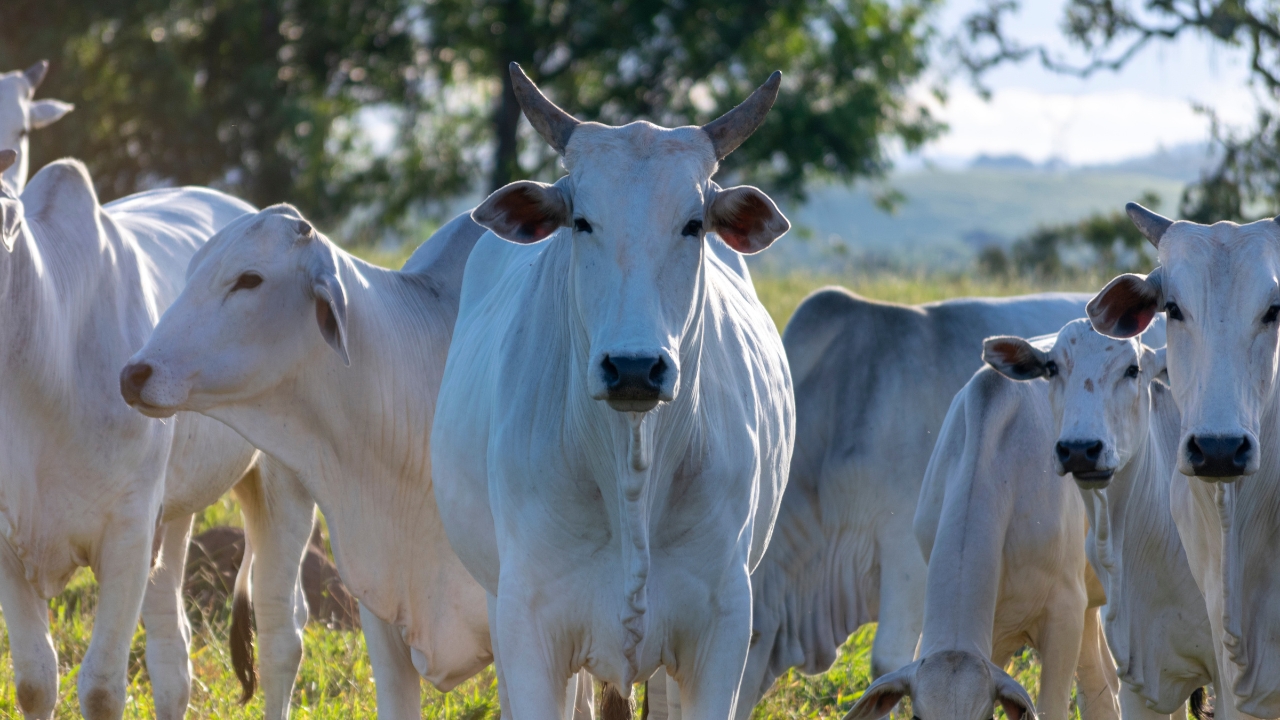 Tapeworm Attack On Cows Calves During Monsoon Prevention Tips