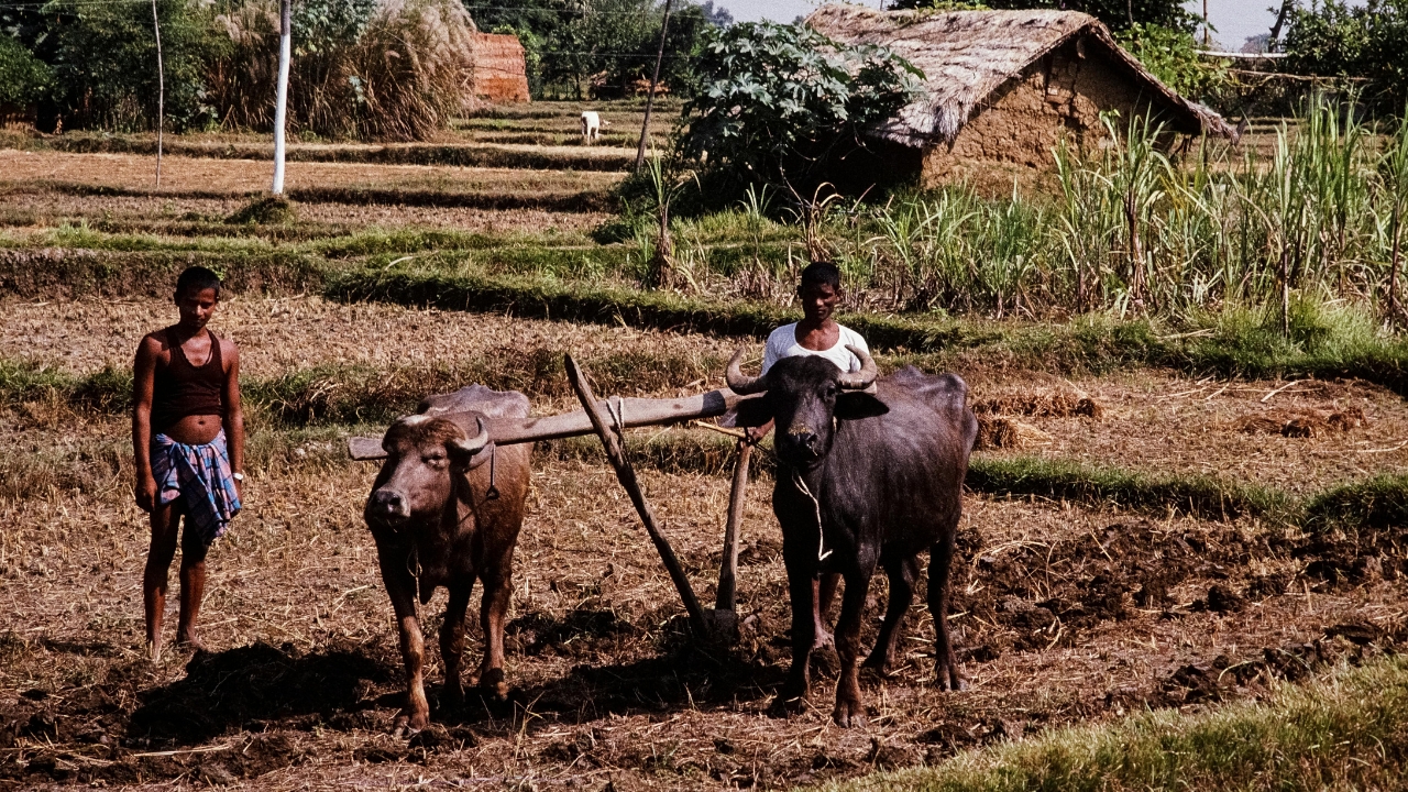 खेती का बदल गया गणित! 18.19 लाख किसान प्राकृतिक खेती से जुड़े, मिट्टी भी हो रही स्वस्थ