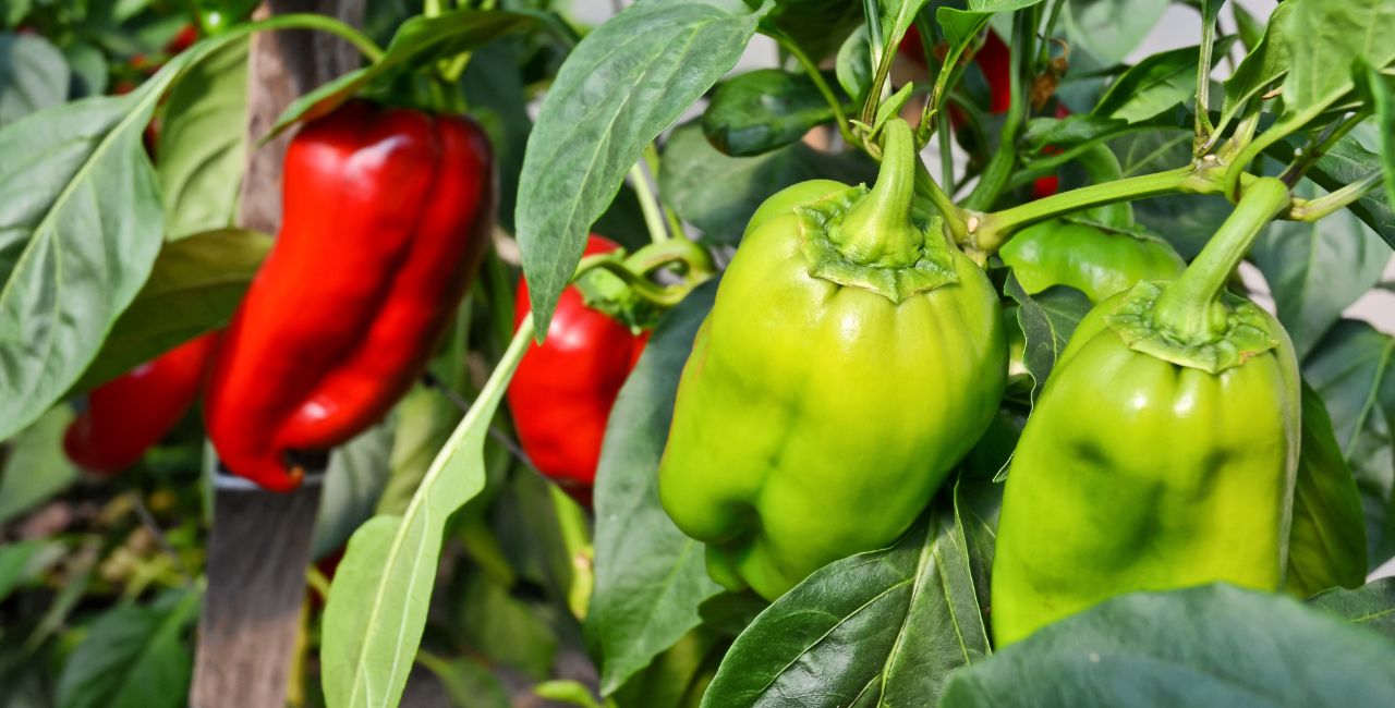 Himachal Pradesh Farmer Lokpal Thakur Polyhouse Capsicum Success Story