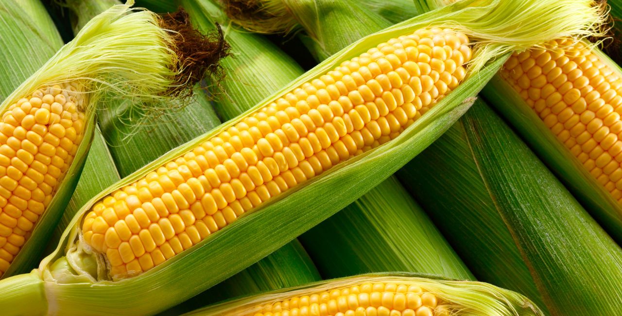 Sweet Corn Farming Instead Of Paddy Low Rain Profit