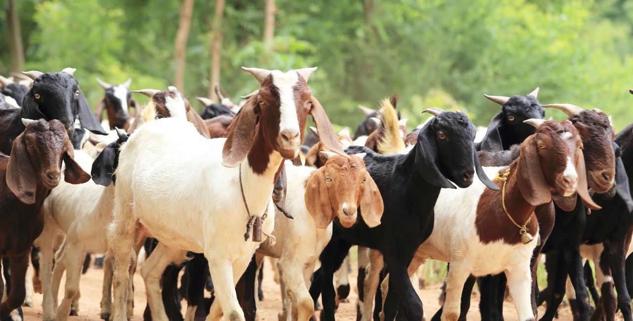 Goat Farming 10 Plus 1 Unit Yojana 7746 Investment 60 Percent Subsidy