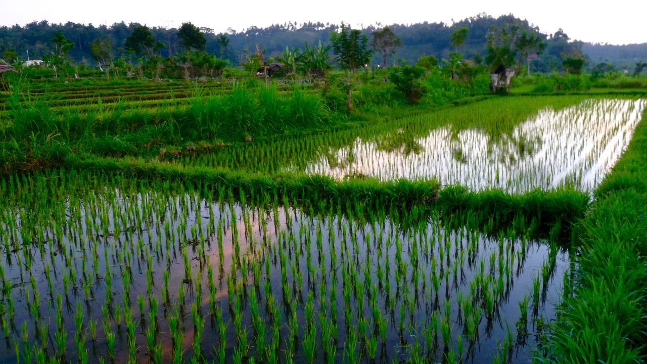 Paddy Farmers Warning Excessive Urea Use Can Reduce Yield